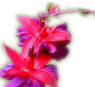 cartes gratuites à imprimer fleurs